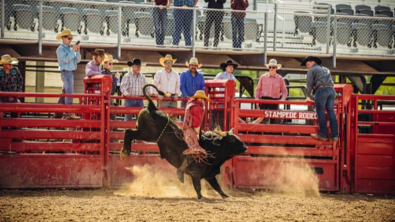 A rodeo rider holds on as a bull kicks up dust in the arena.