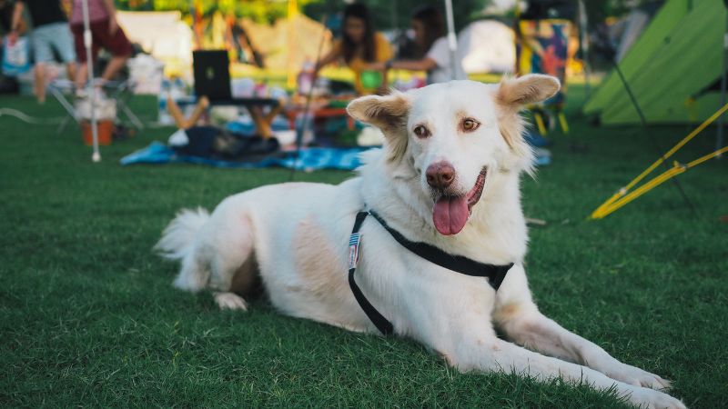 White dog with a harness lying on grass at an outdoor gathering.