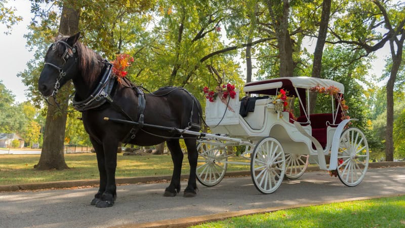 Dark horse pulling a white ornate carriage through a lush forest path