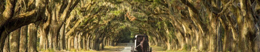 Horse-drawn carriage on an oak-lined Southern plantation avenue in Savannah